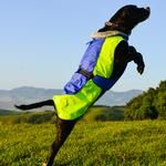 Alpine All-Weather Dog Coat - Blue and Green (Option: X-Large)