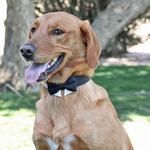 Universal Dog Bow Tie - Black with Starter Collar (Option: X-Small)