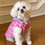 Weekender Dog Sweatshirt Hoodie - Pink & White Plaid (Option: X-Large)